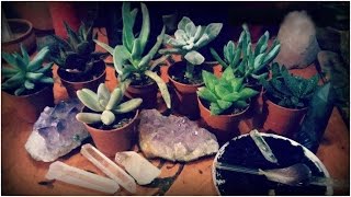 🌿🌵 #succulentpagangarden | nuovi arrivi e Wish list | 🌵🌿