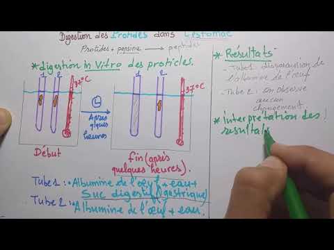 Vidéo: Une enzyme de digestion des protéines est-elle présente dans le suc pancréatique ?