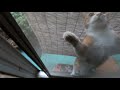 夏の日常…夕立に降られ慌てて帰って来る娘猫たち