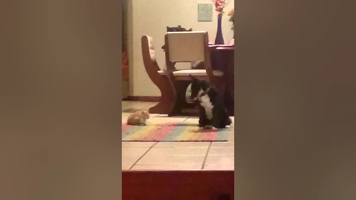 Ginger ninja vs Joey the dog
