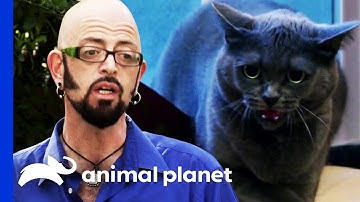 How Do You Like Meow: Shadow | My Cat From Hell