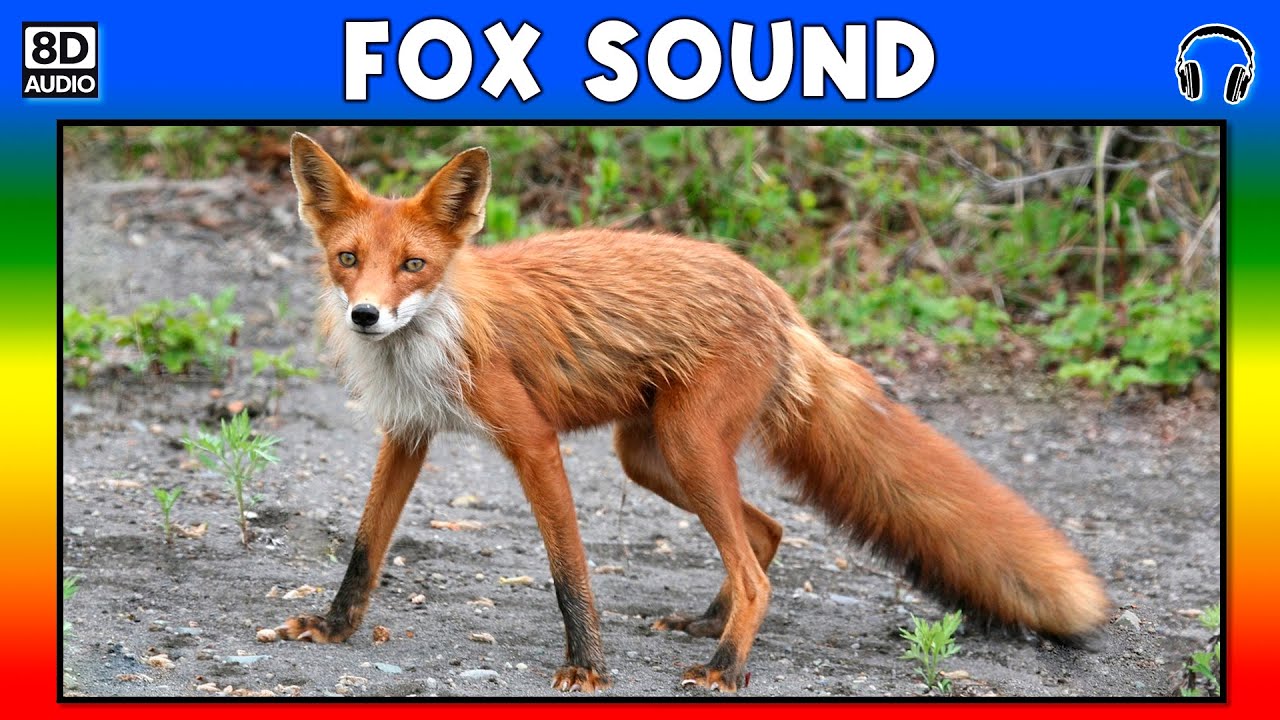🐾 FOX SOUND - FOX SOUND EFFECT - SOUND OF FOX - NOISE OF FOX - YouTube