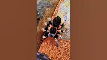 Паук-птицеед Brachypelma hamorii (ex. Smithi) сражается с тараканом 🕷 #tarantula #spider #shorts