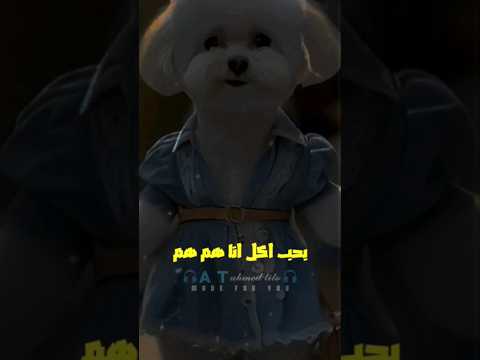 بحب اكل انا هم هم احمد تيتو