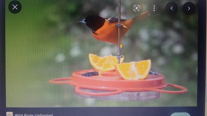 What does it mean if an oriole visits you? (2023)
