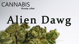 Alien Dawg - SQDC CANNABIS