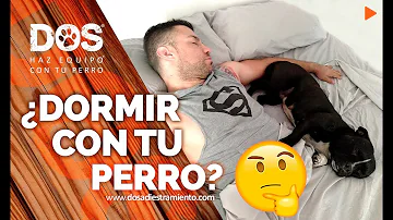 ¿Necesita mi perro una manta por la noche?