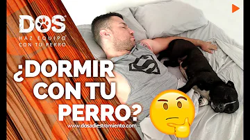 ¿Puede un perro adiestrado dormir en la cama?