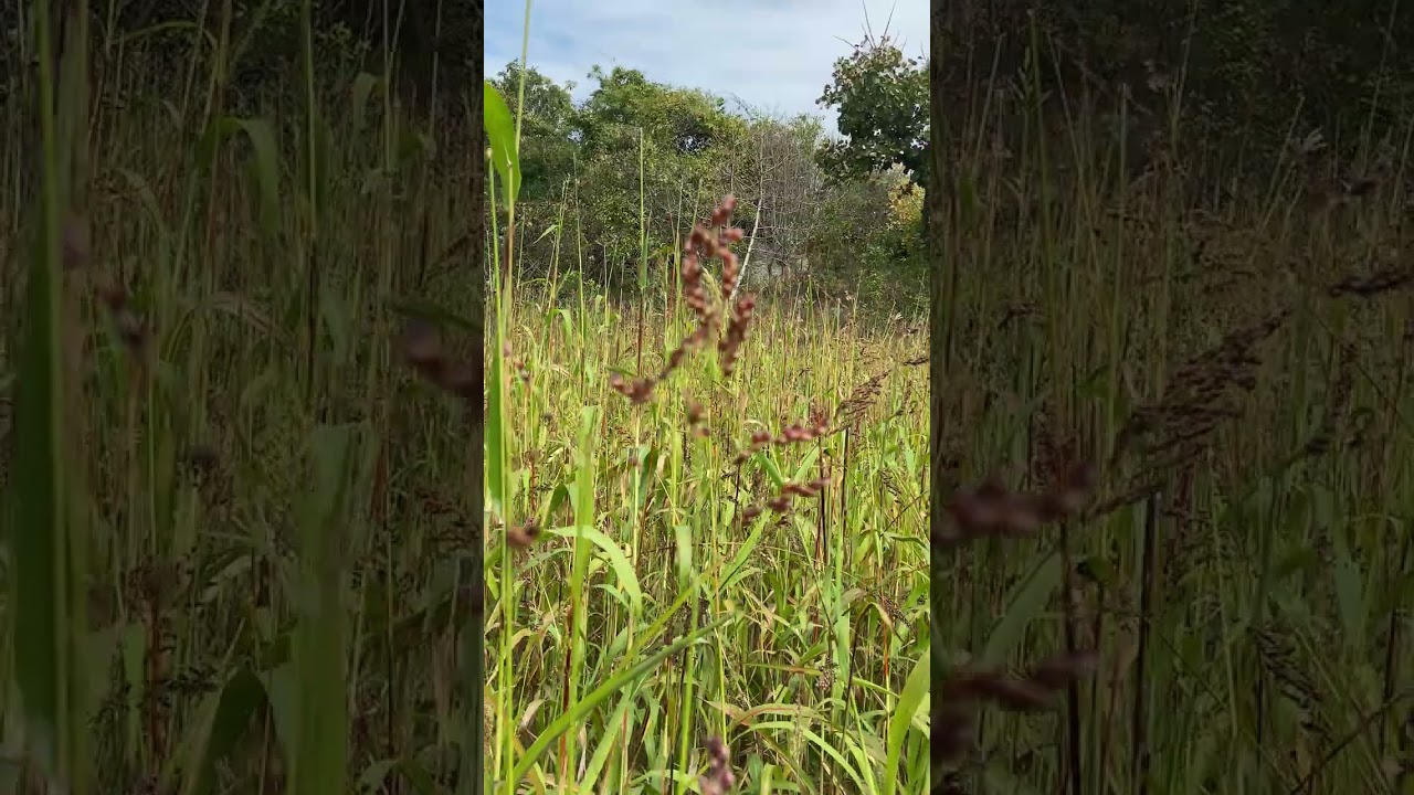Countryside grass cutting😍😍