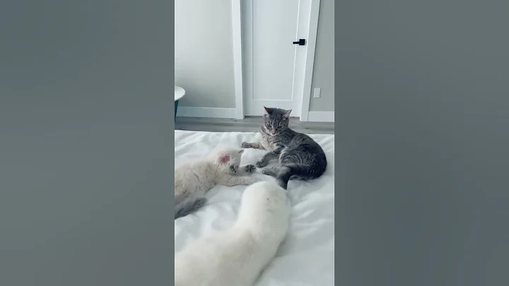 Watch the video about Adorable scottish folds playing #kittens #scottishfold #petlover