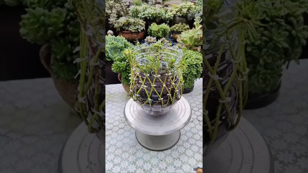 Wistal bottle can be also be handmade into flower pots plant #shorts #viralvideo #gardening #diy