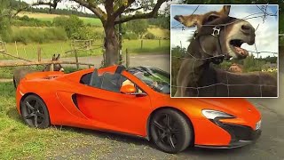 Donkey Chews on Luxury Sports Car, Costs Owner $6G