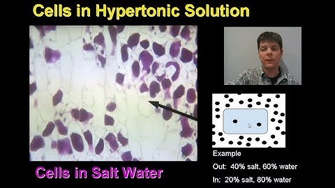 Osmosis in Red Onion Cells - Mr Pauller