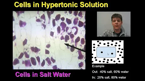 Osmosis in Red Onion Cells - Mr Pauller