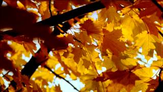 FOND D'ECRAN ANIMER DREAMSCENE HD-Autumn Leaves