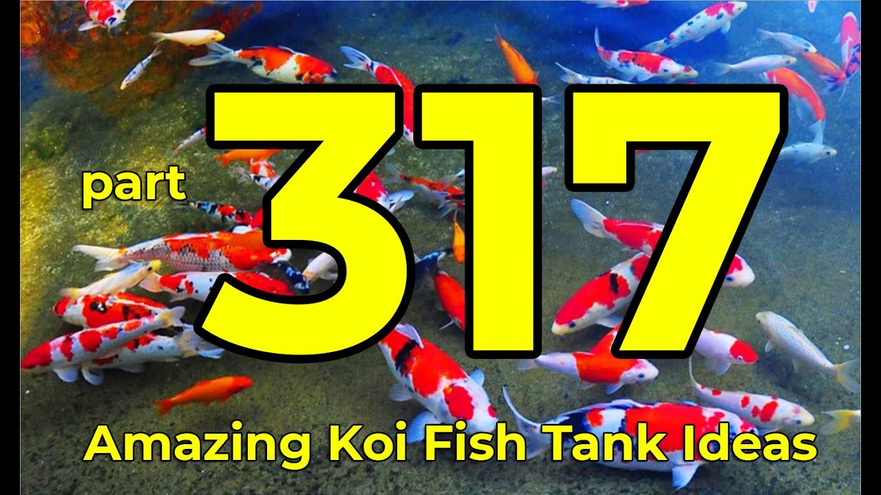 Amazing Koi Fish Tank Ideas part 317 The Sea Vlog YouTube