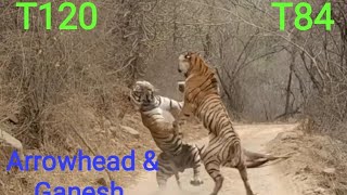 Tiger Fight Male Tiger T120 Ganesh & Female Tiger Arrowhead T84 Tiger Battles For Kill Ranthambore