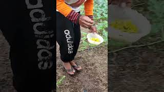 Download Lagu Menyerbuk Benang Sari Ke Kepala Putik MP3