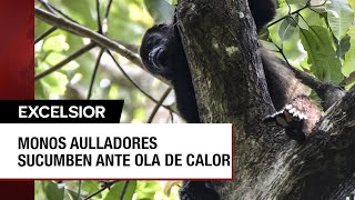 En México, un grito de auxilio por la muerte de monos en medio del calor