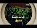 تعرّفوا على طريقة الحبق 🌱 مع المختصة في النباتات #سارة_احريز#صباح_الشروق ☀️