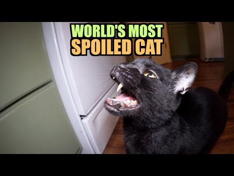 talking-kitty-cat-64---world's-most-spoiled-cat
