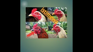 Bakalan ayam super