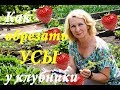 КАК ПРАВИЛЬНО ОБРЕЗАТЬ УСЫ У КЛУБНИКИ