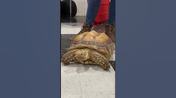 Thumbnail of 🐢 He’s 10 years old & weighs 40 pounds. He could live 90 more years #turtle #animals @czrreptiles
