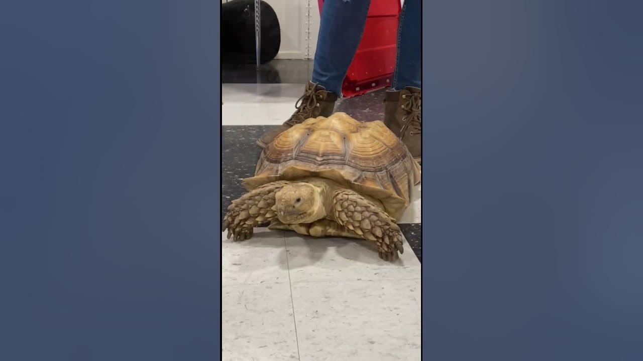 🐢 He’s 10 years old & weighs 40 pounds. He could live 90 more years #turtle #animals @czrreptiles