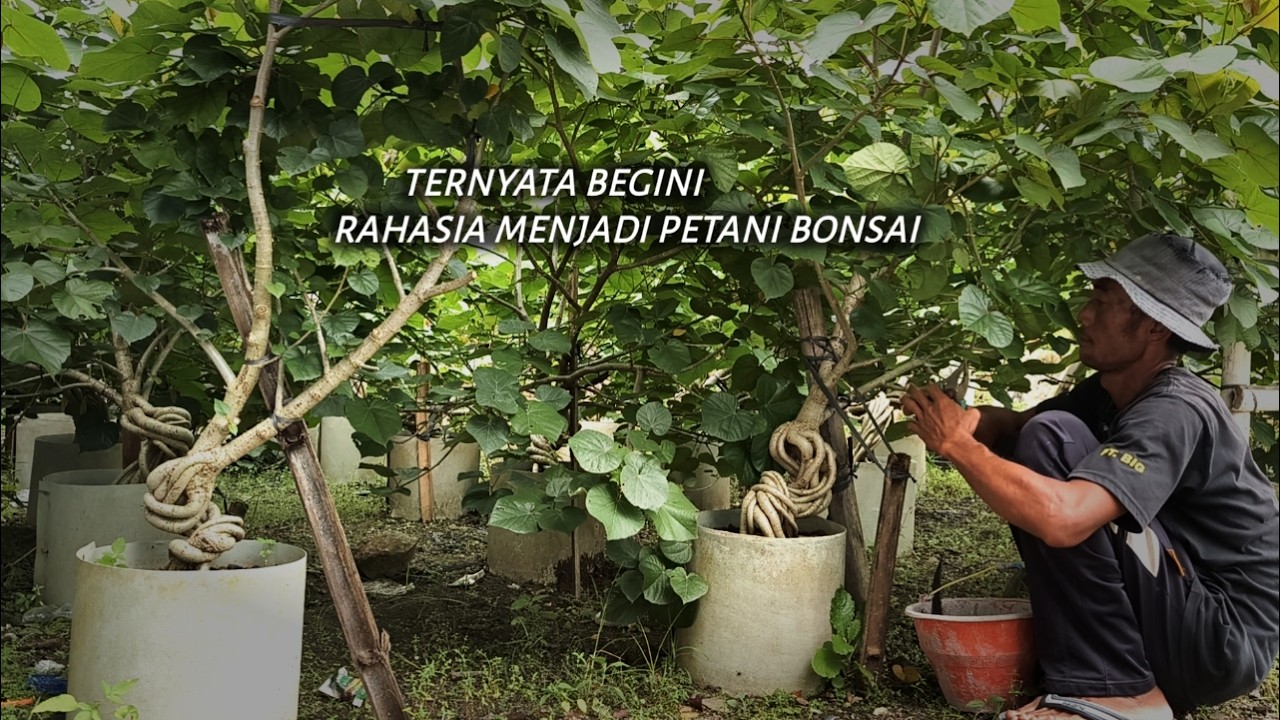 Секреты выращивания бонсай для начинающих