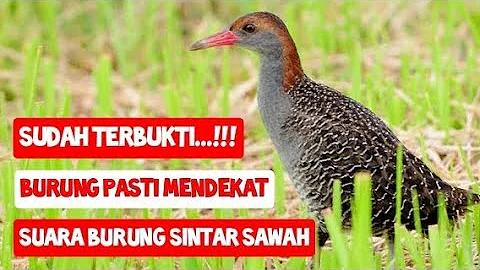 DIJAMIN DATANG...!!! SUARA BURUNG SINTAR SAWAH COCOK UNTUK PIKAT