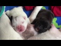 Newborn French Bulldog Puppies with Mom! April 2016
