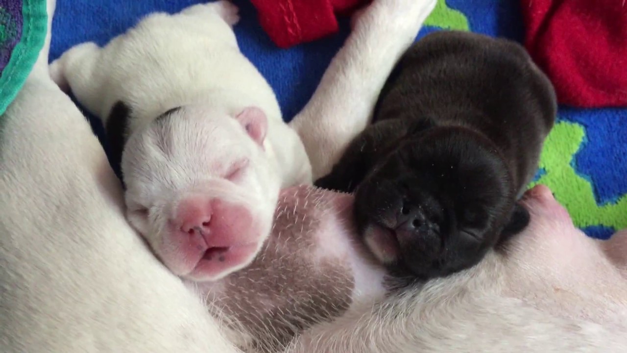 Newborn French Bulldog Puppies with Mom! April 2016 - YouTube