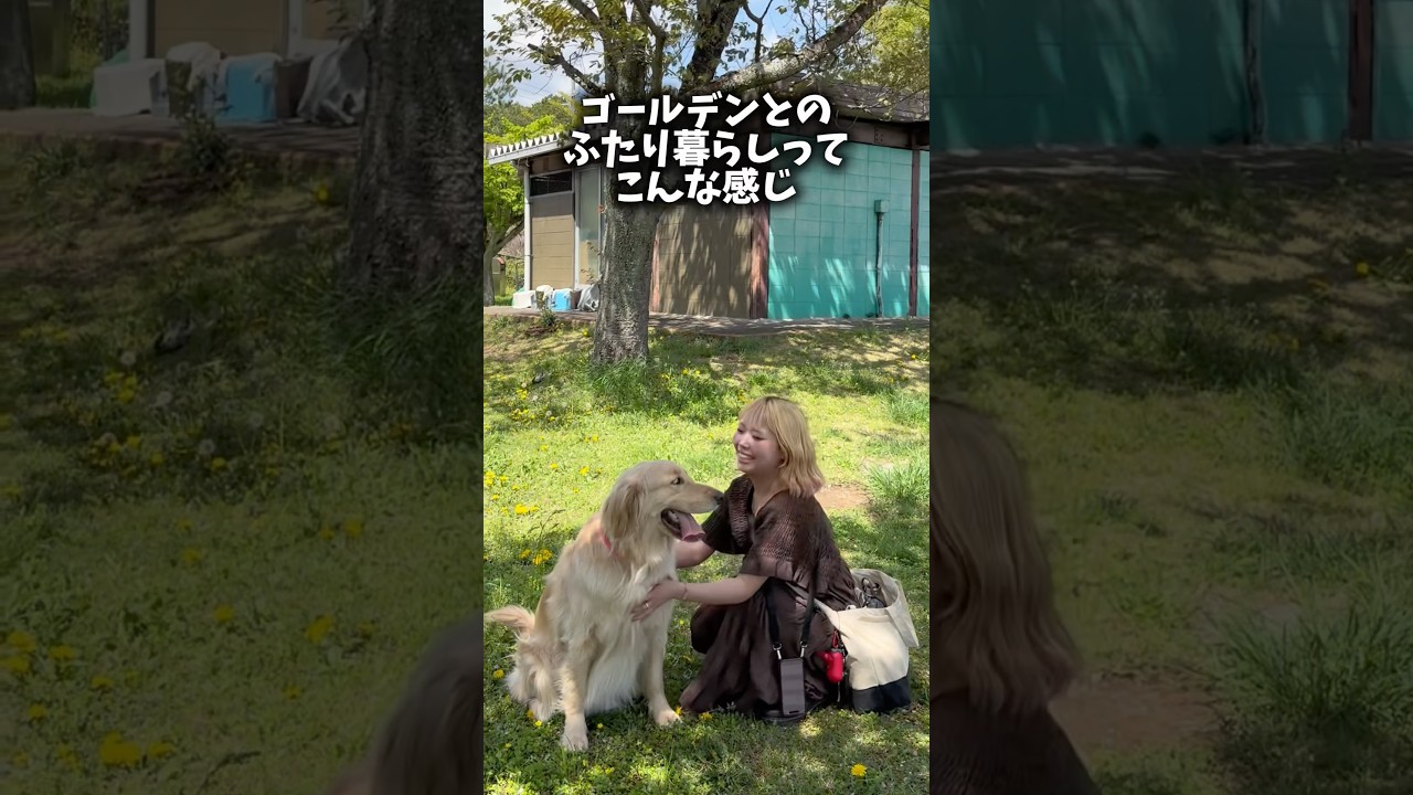 パピーの頃はお留守番中にイタズラされたりで気が気じゃなかったけど、今はずっと寝ててくれてます😴#ゴールデンレトリバー #犬と2人暮らし