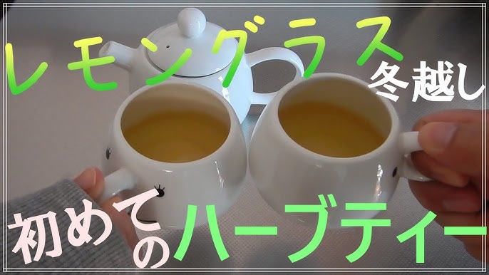 レモングラスの育て方 日常管理 秋からの育て方 Youtube