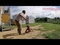 プーNG 飼育放棄トイプードル実は天才犬だった