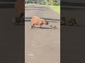 Capibara