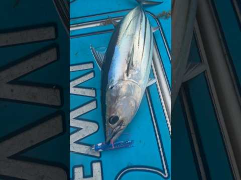 Uploads from Darcizzle Offshore