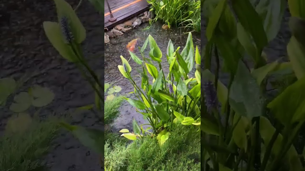 Watch Relaxing Rain on YouTube Watch Relaxing Rain on YouTube