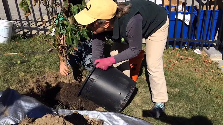 Tree planting In Worcester's Main South