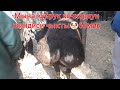 ТАРАЗАДА🐑ТАРТЫЛГАН КОЧКОР УЧКУН🐏КОЙ БАЗАРЫ КОЙ ӨТӨ КӨП АЛАРМАН ЖОК