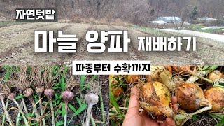 약안치고 화학비료 없이 양파, 마늘 재배/ 파종부터 수확, 저장까지 /자급자족 ② /Growing onion and garlic, from sowing to harvest