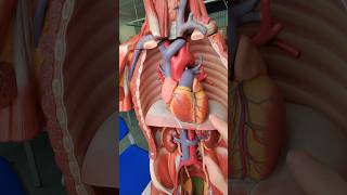The aorta #anatomy