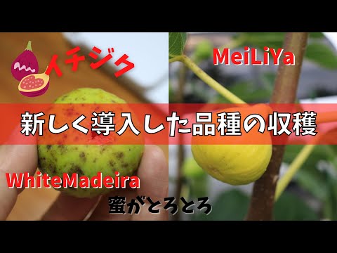 アル様専用 カルデローナ、グリーングリーク、メイリーヤー