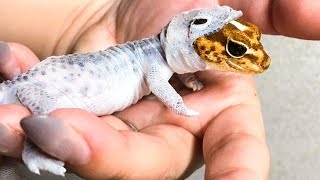 10 Cosas Que Quizás No Sabias Sobre Los Reptiles