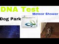 Ancestry DNA test| Dog Park &amp; Meteor Shower #ancestryDNA
