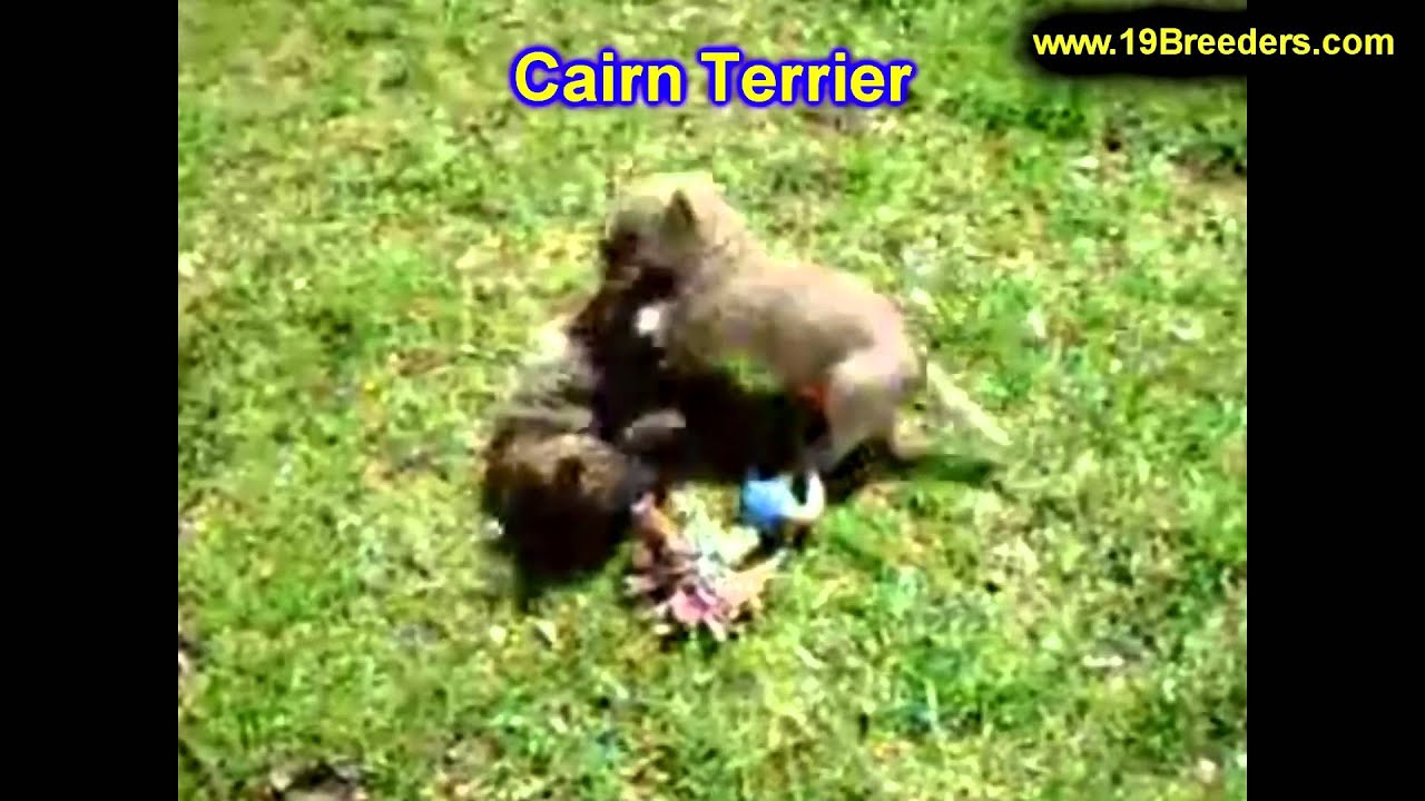 Cairn Terrier, Puppies, For, Sale, In, Butte Silver Bow, Montana, MT