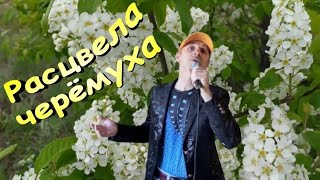 Расцвела черёмуха -  Сергей Орлов