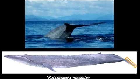 Whales in Fjords: Two Case Studies, Part 4