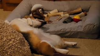 Funniest Cat Videos Of May 2023